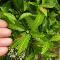Pavetta indica L.
